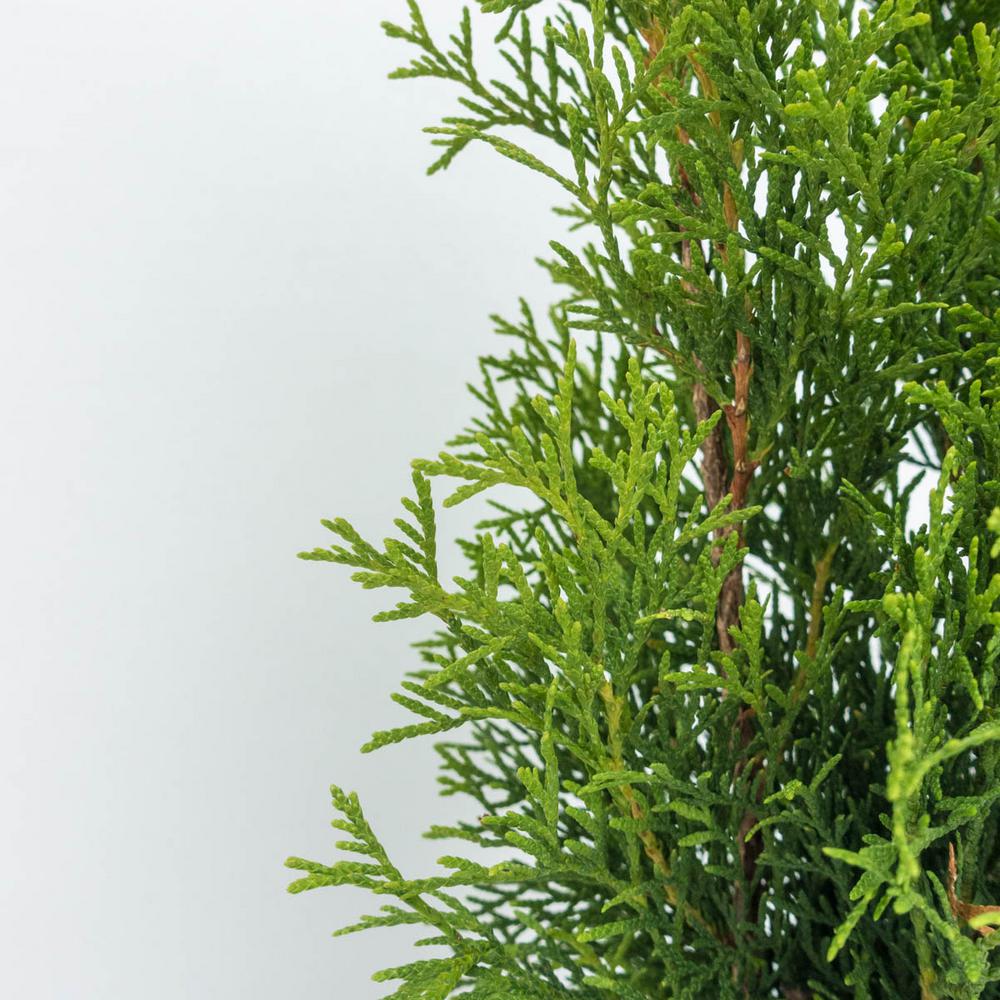 Arborvitae Trees Bushes Garden Center The Home Depot 2 5 Qt Emerald Green Arborvitae Thuja