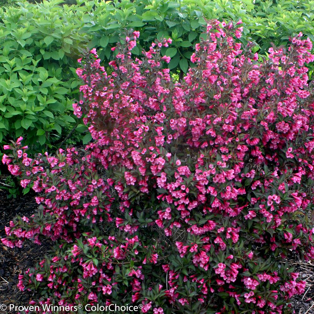 Weigela Shrubs Trees Bushes The Home Depot 1 Gal Wine And Roses Reblooming Weigela Florida Live Shrub Pink Flowers