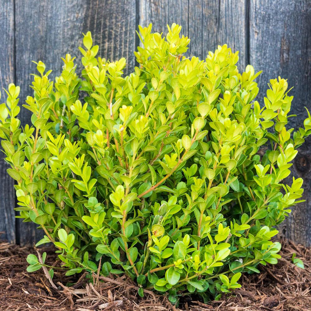 Gardens Alive! 8 in. to 12 in. Tall Winter Gem Boxwood (Buxus) Hedge