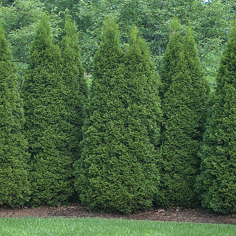 2.58 Gal. Emerald Green Arborvitae Shrub-1001671044 - The Home Depot