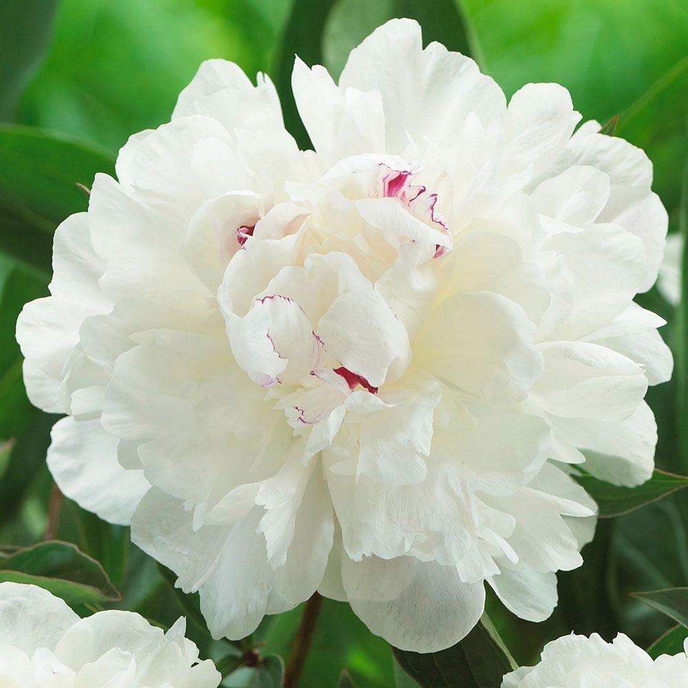 Longfield Gardens 2 Eye to 3 Eye Festiva Maxima Peony Bulb20000133