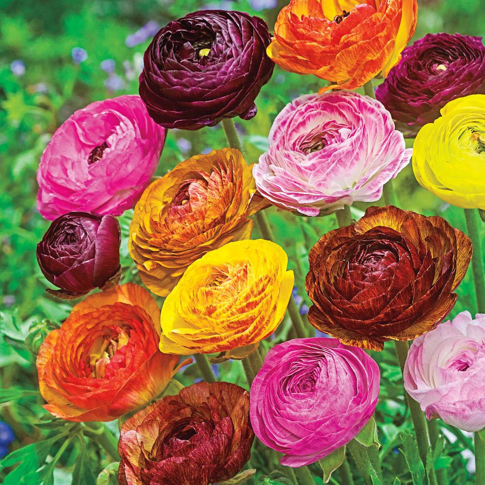 Van Bourgondien MultiColor Flowers Picotee Ranunculus