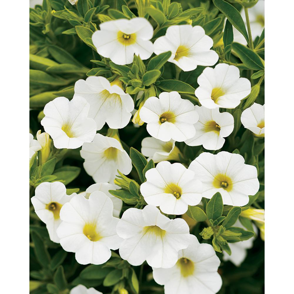 Proven Winners 4 Pack 4 25 In Grande Superbells White Calibrachoa Live Plants White Flowers Belprw The Home Depot