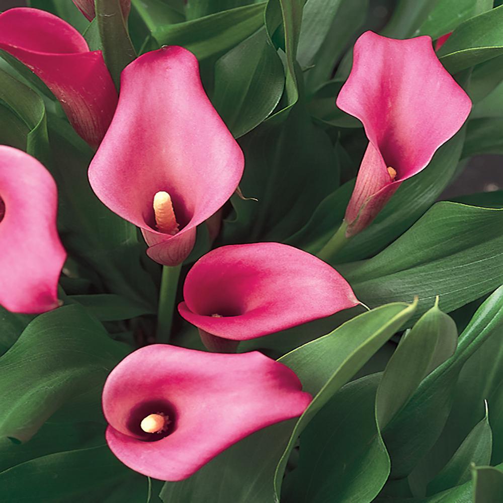 2.5 Qt. Captain Lovely Purple Calla Lily Plant78579 The