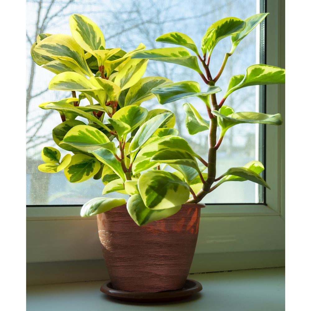 National Plant Network 4 in. 'Dragon's Breath' Red Bloom Celosia Plant (3-Piece)-HD7306 - The 