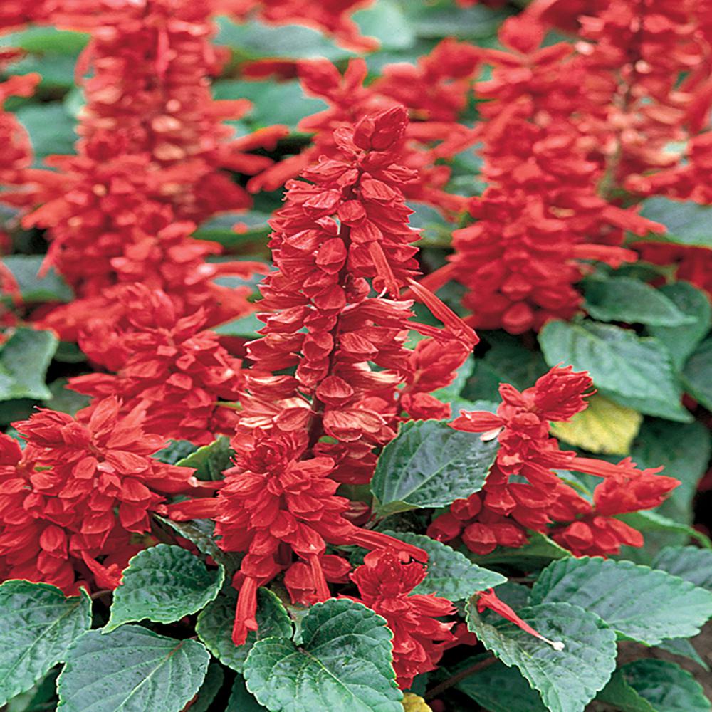 4.5 in. red salvia sage plant-9948 - the home depot