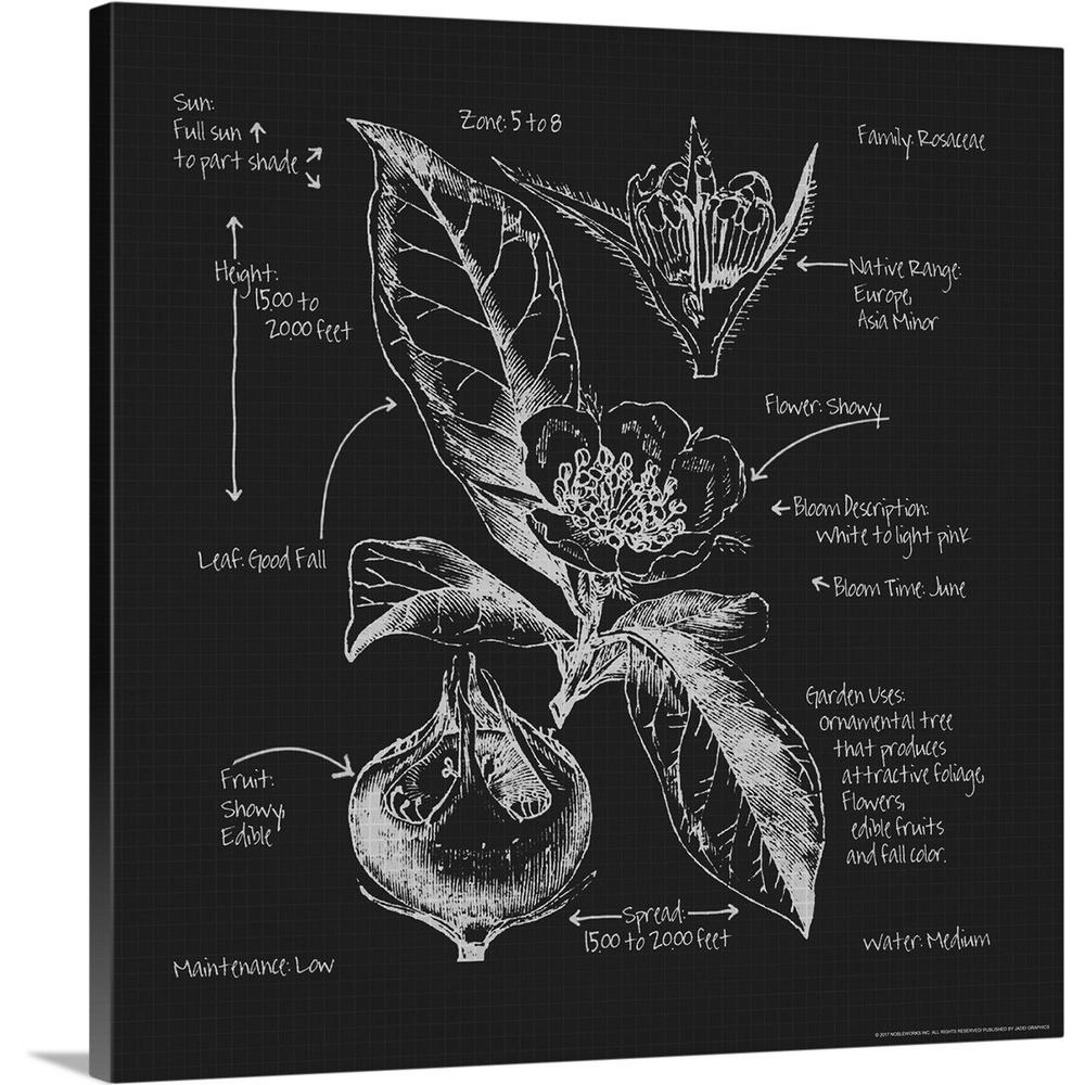 Rosaceae Blueprints By Nobleworks Inc Canvas Wall Art