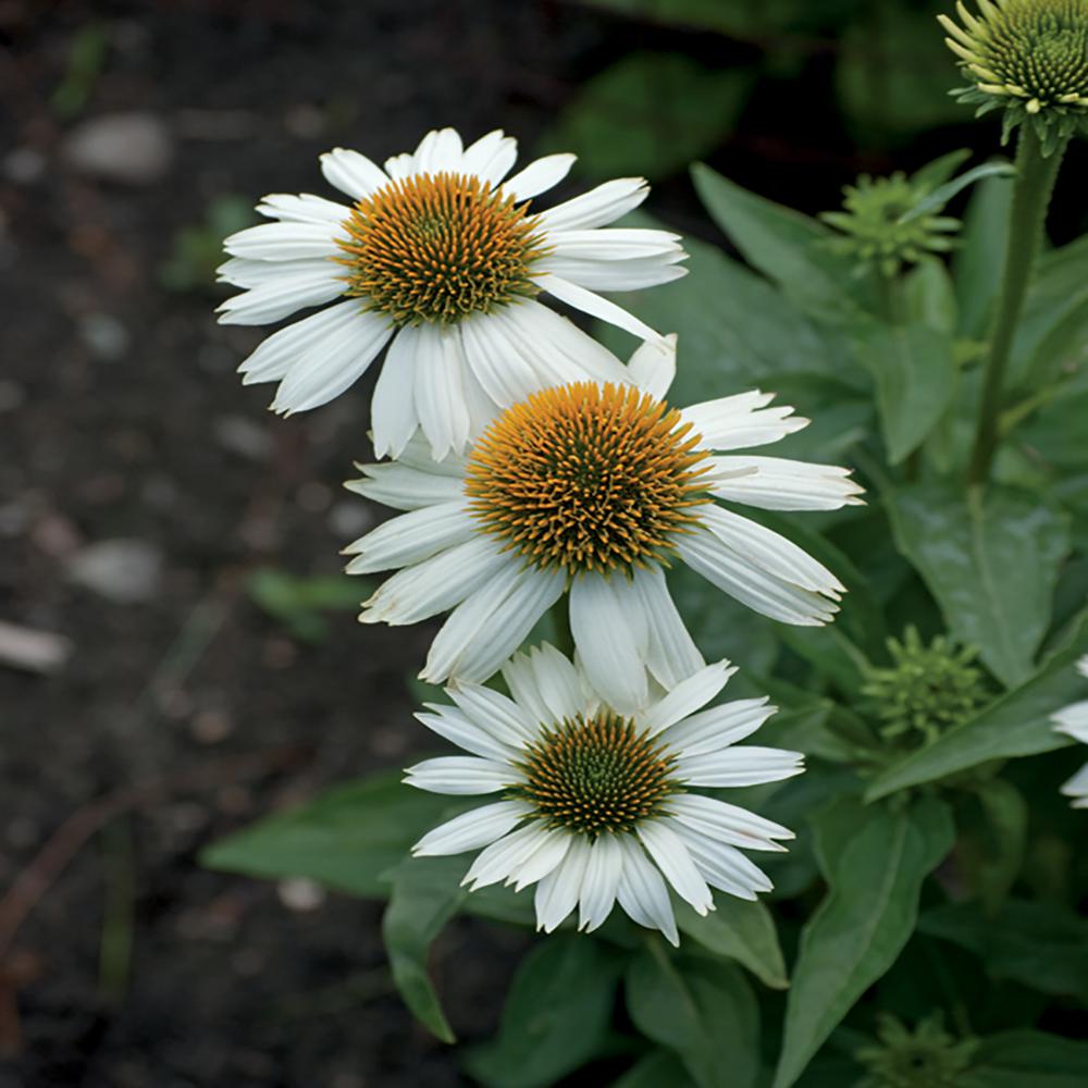 2.5 Qt. Pow Wow White Coneflower Plant23843 The Home Depot