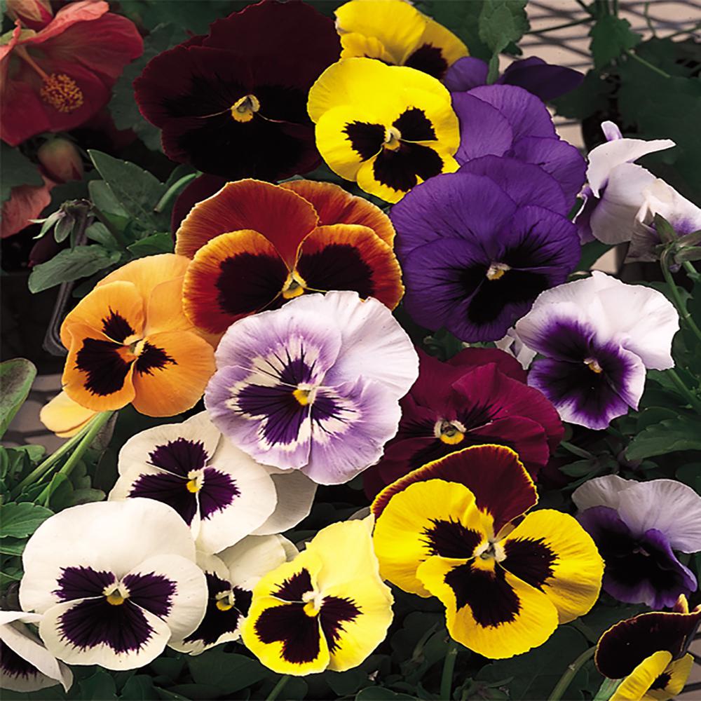 1 Gal. Blotch Pansy Plant7561 The Home Depot