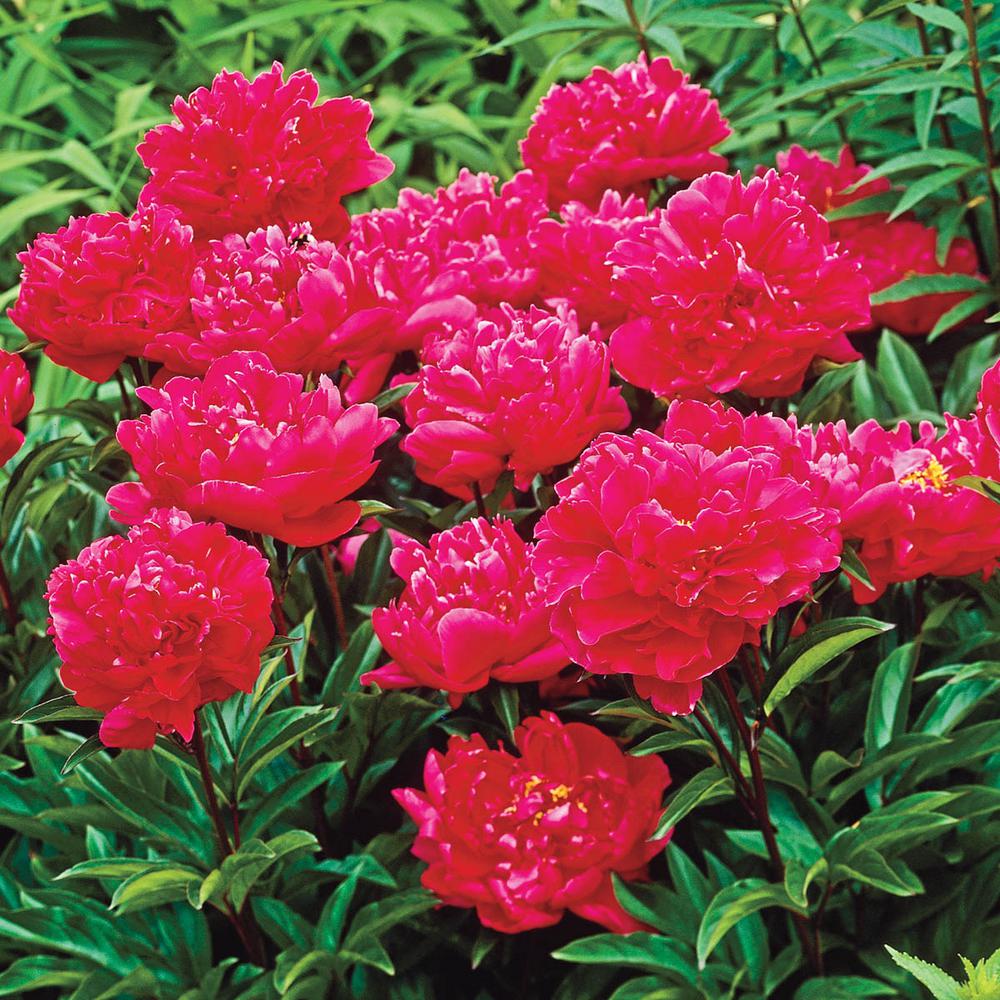 Spring Hill Nurseries Red Flowers Red Double Peony (Paeonia) Live ...