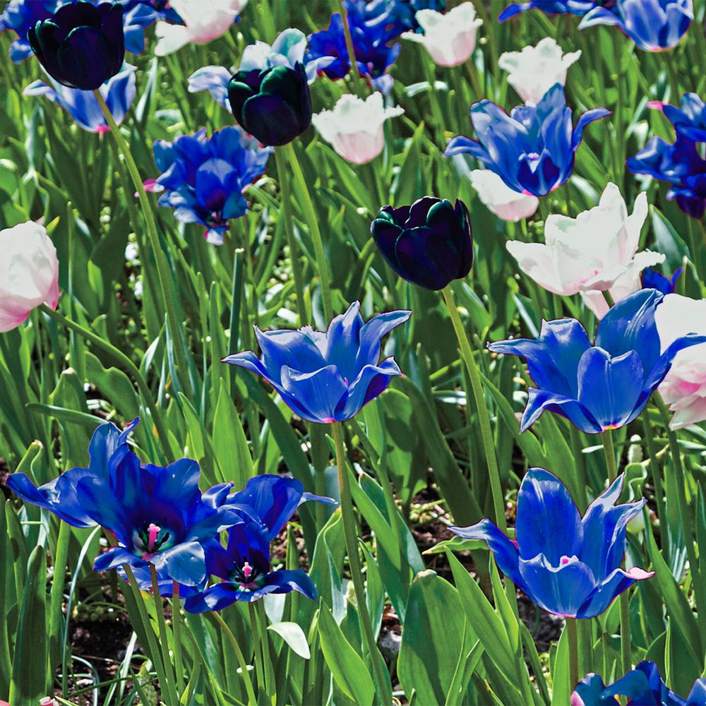 Breck S Blue Flowering Lasagna Bulb Mixture 15 Pack