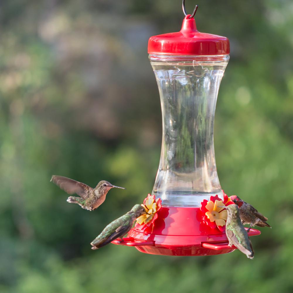 Perky Pet Adjustable Perch Glass Hummingbird Feeder 20 Oz Capacity 476 3 The Home Depot - Red Glass Hummingbird Feeder With Perch Perky Pet Adjustable Perch Glass Hummingbird Feeder 20 Oz Capacity 476 3 The Home Depot - Red Glass Hummingbird Feeder With Perch