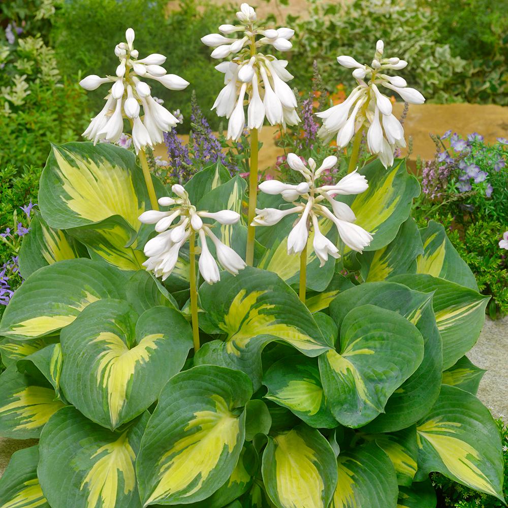 Spring Hill Nurseries Beach Boy Hosta Live Bareroot Plant White Spring Hill Nurseries Beach Boy Hosta Live Bareroot Plant White Flowers On Yellow