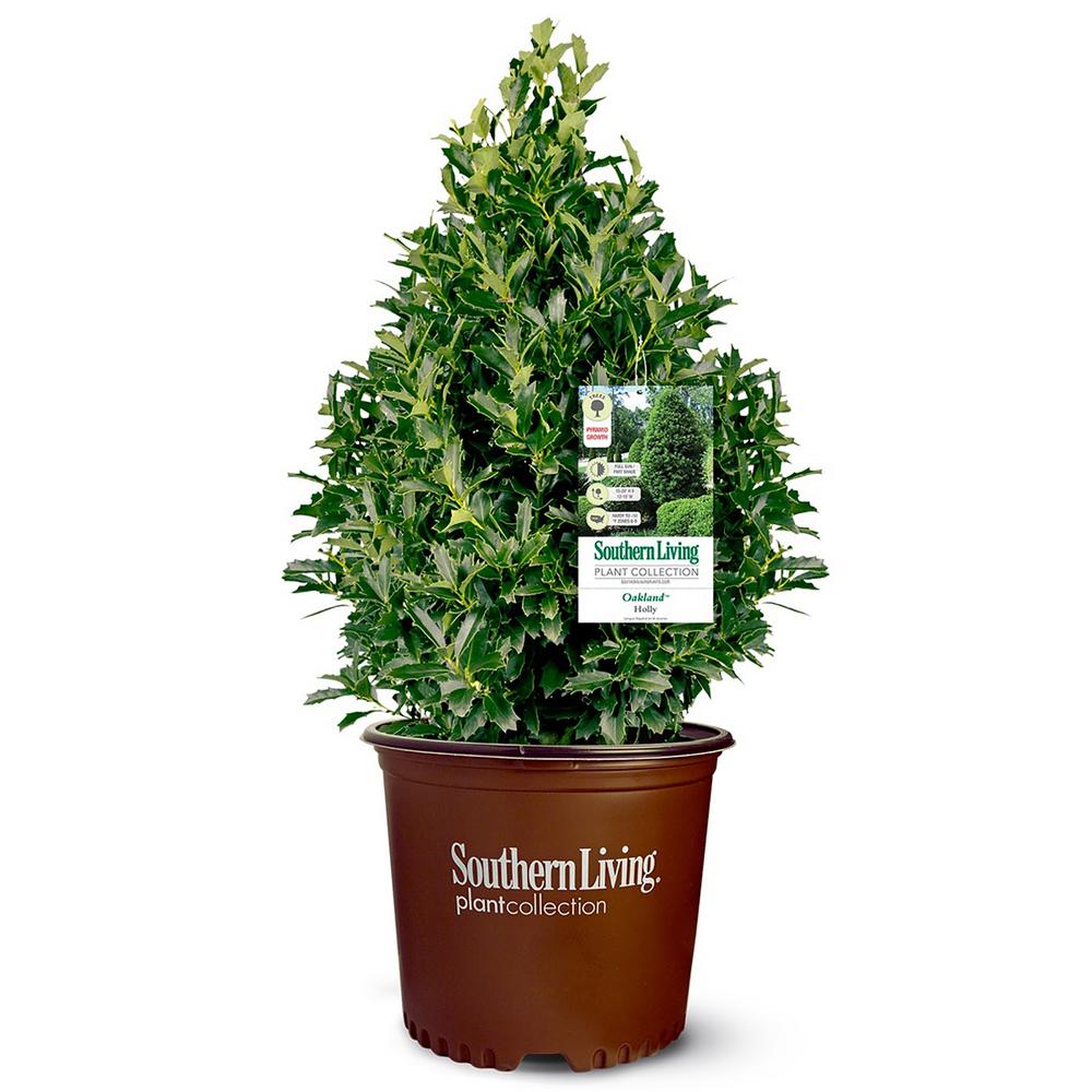 Southern Living Plant Collection 3 Gal. Oakland Holly