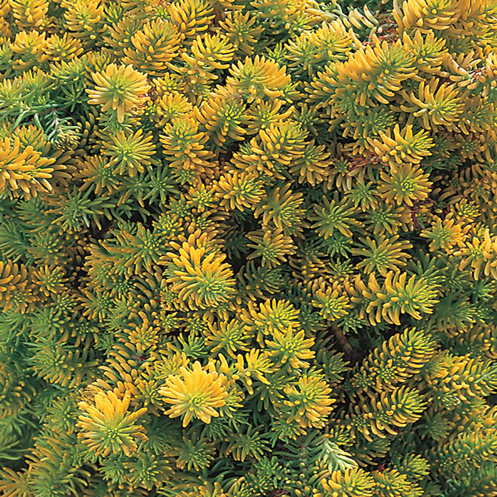 4 1Pint Angelina Yellow Sedum Plant14141 The Home Depot
