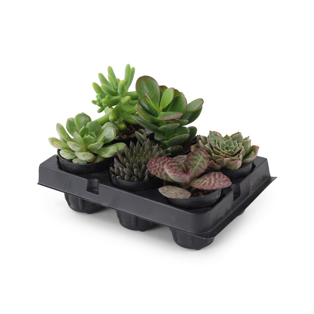 1.66 Oz. Succulent Plant Mix in 1.75 In. Grower's Pot (6-Plants)