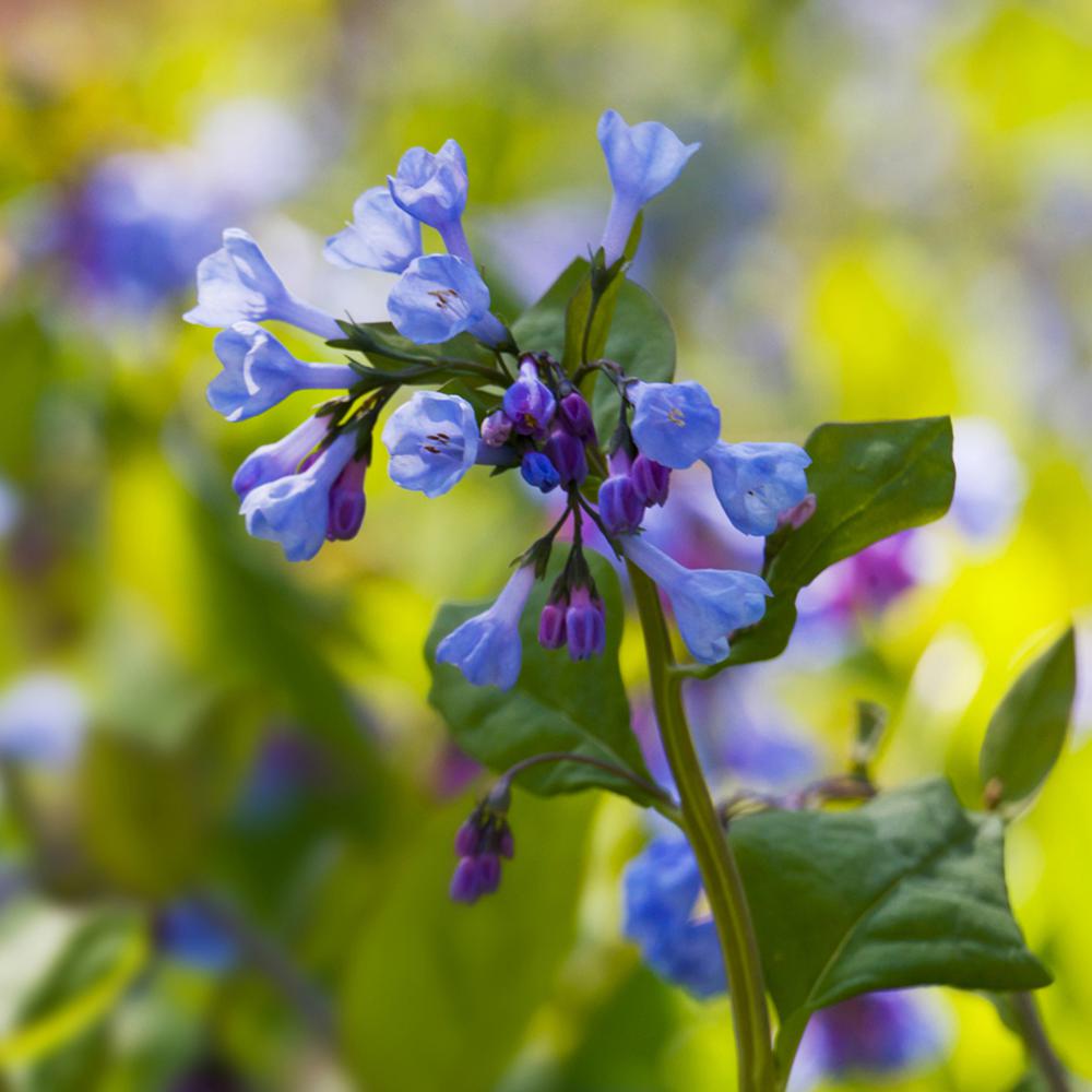 VAN ZYVERDEN Woodland Plant Virginia Blue Bells Roots (Set