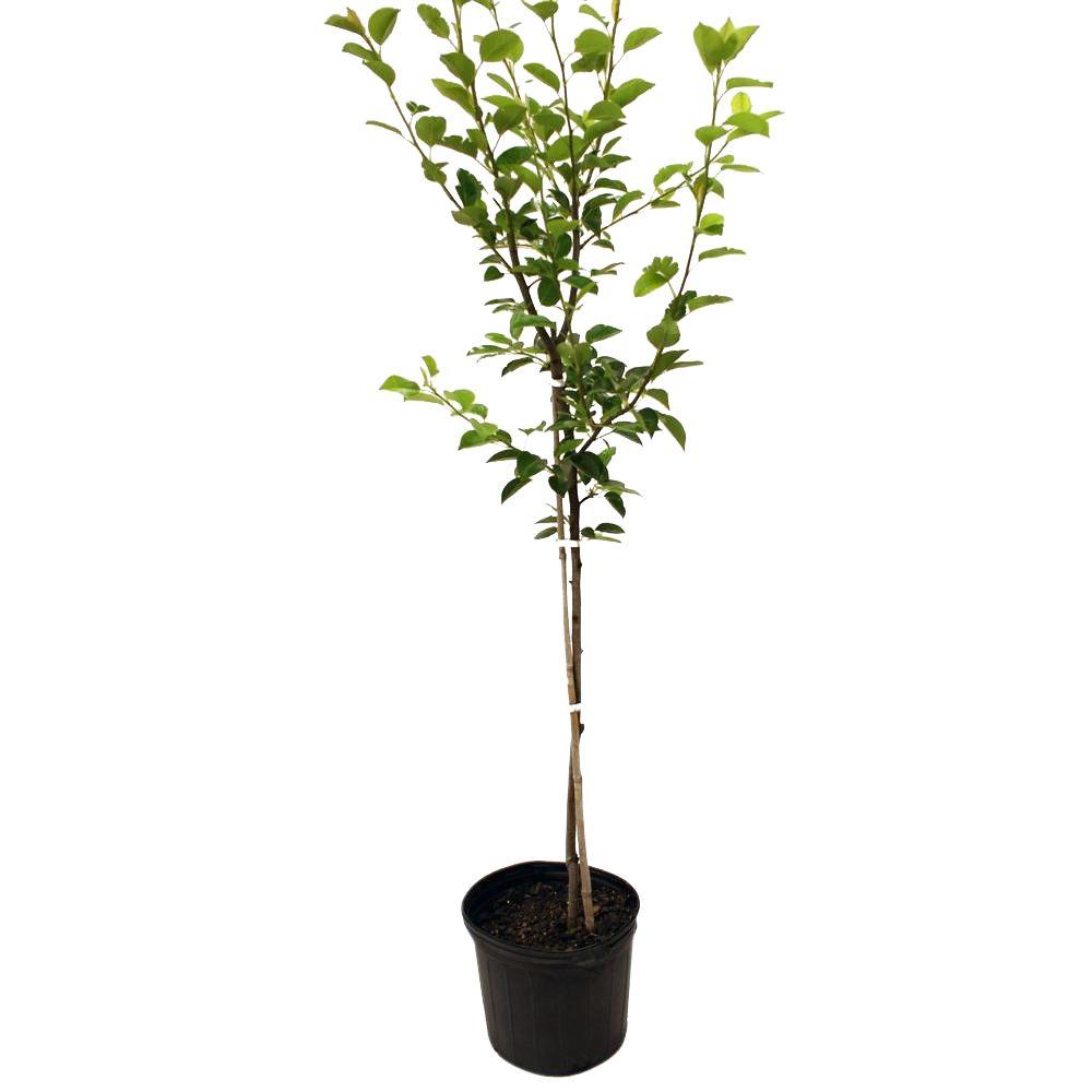 8 10 To 20 F Pear Tree Fruit Trees Plants Edible Flordahome Pear Tree