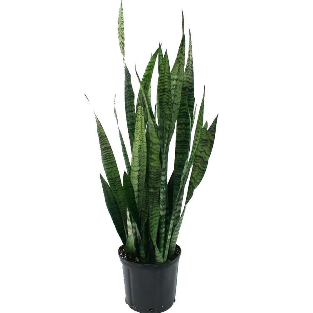 Delray Plants Sansevieria Zeylanica in 8.75 in. Grower Pot ...