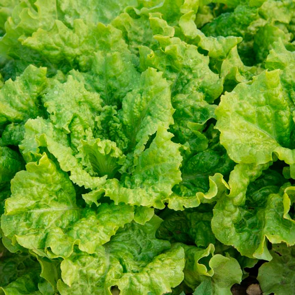 Gurney's Lettuce Black-Seeded Simpson (1000 Seed Packet ...