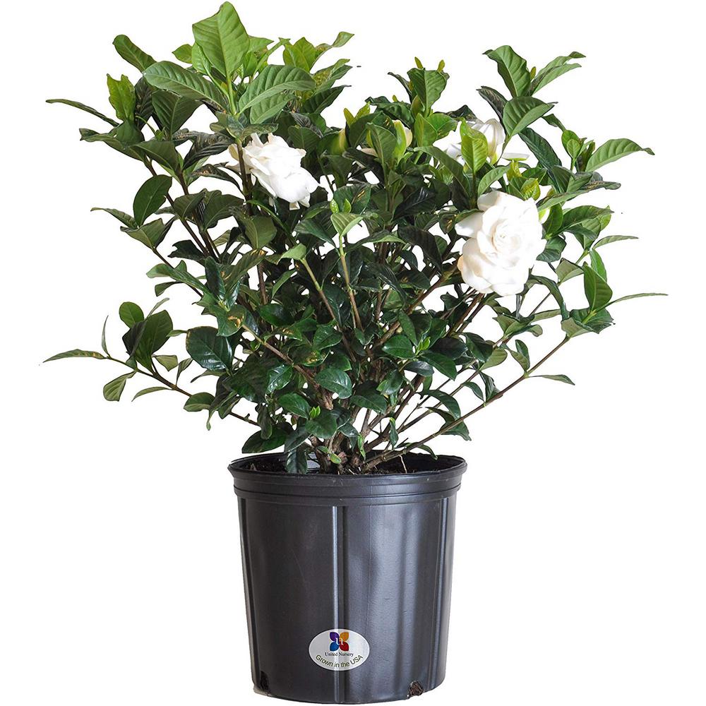 United Nursery 2 Gal 9 25 in Aimee Gardenia Shrub Plant 