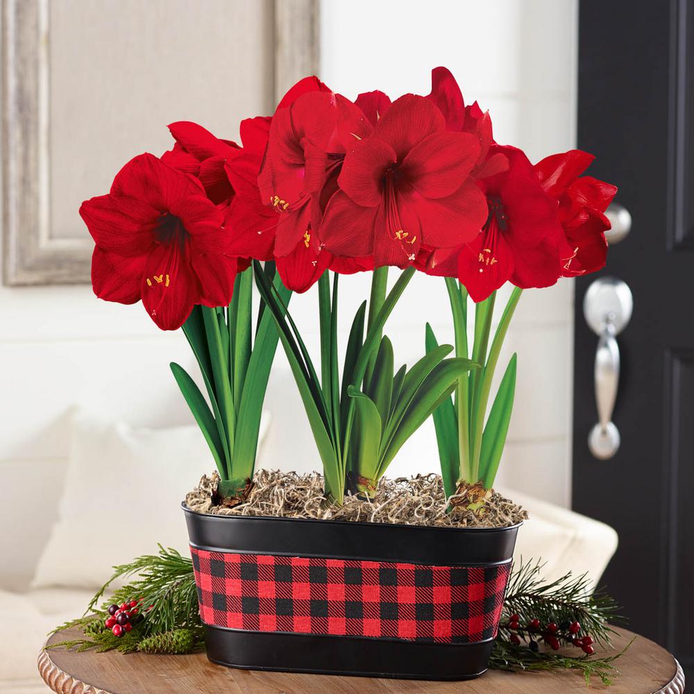 Breck's Miracle Amaryllis (Hippeastrum) Bulbs with Decorative Plaid