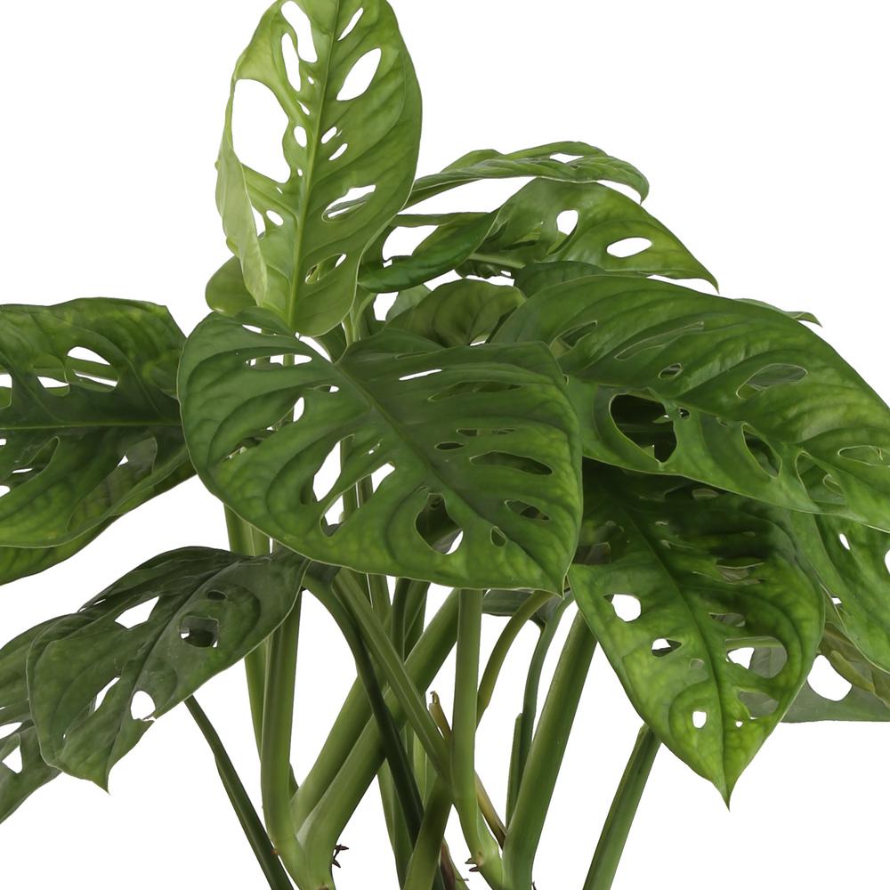 Arcadia Garden Products 4 in. Monstera Thai Constellation Plant