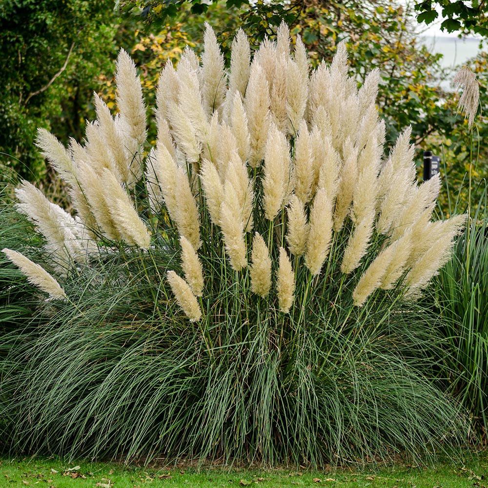 Feathery Hardy Evergreen Perennial Plant Large Pampus Grass Plant Cortaderia