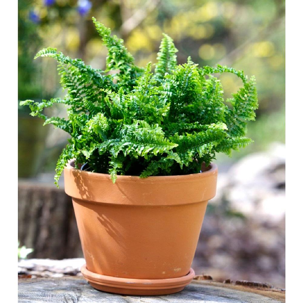Pennington 8 In Terra Cotta Clay Pot 100043015 The Home Depot Pennington 8 In Terra Cotta Clay Pot