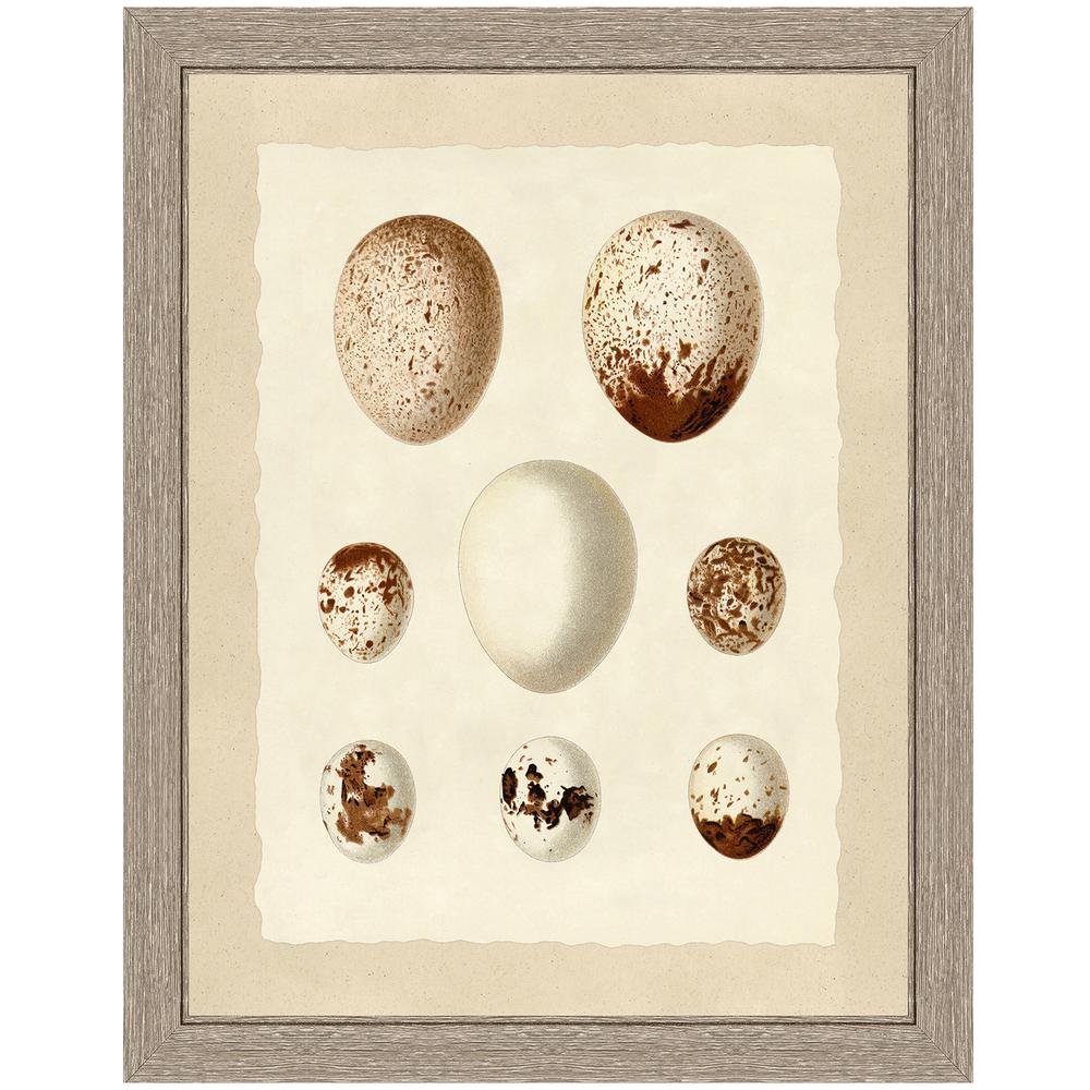 Vintage Print Gallery Birds Eggs Ii Framed Archival Paper Wall Art 26x32 In Full Size 1114 14 Bw244 1156 Dkwh 22x28 The Home Depot