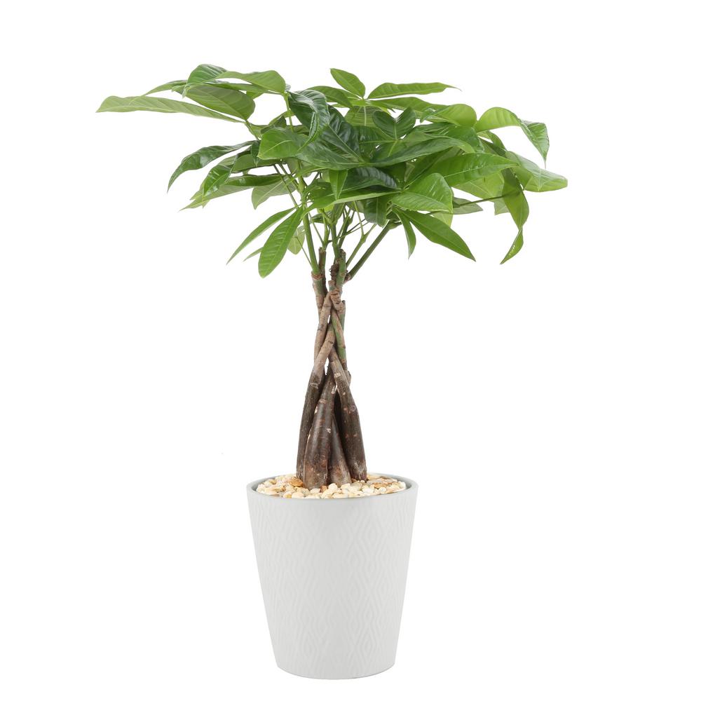 buy money tree online