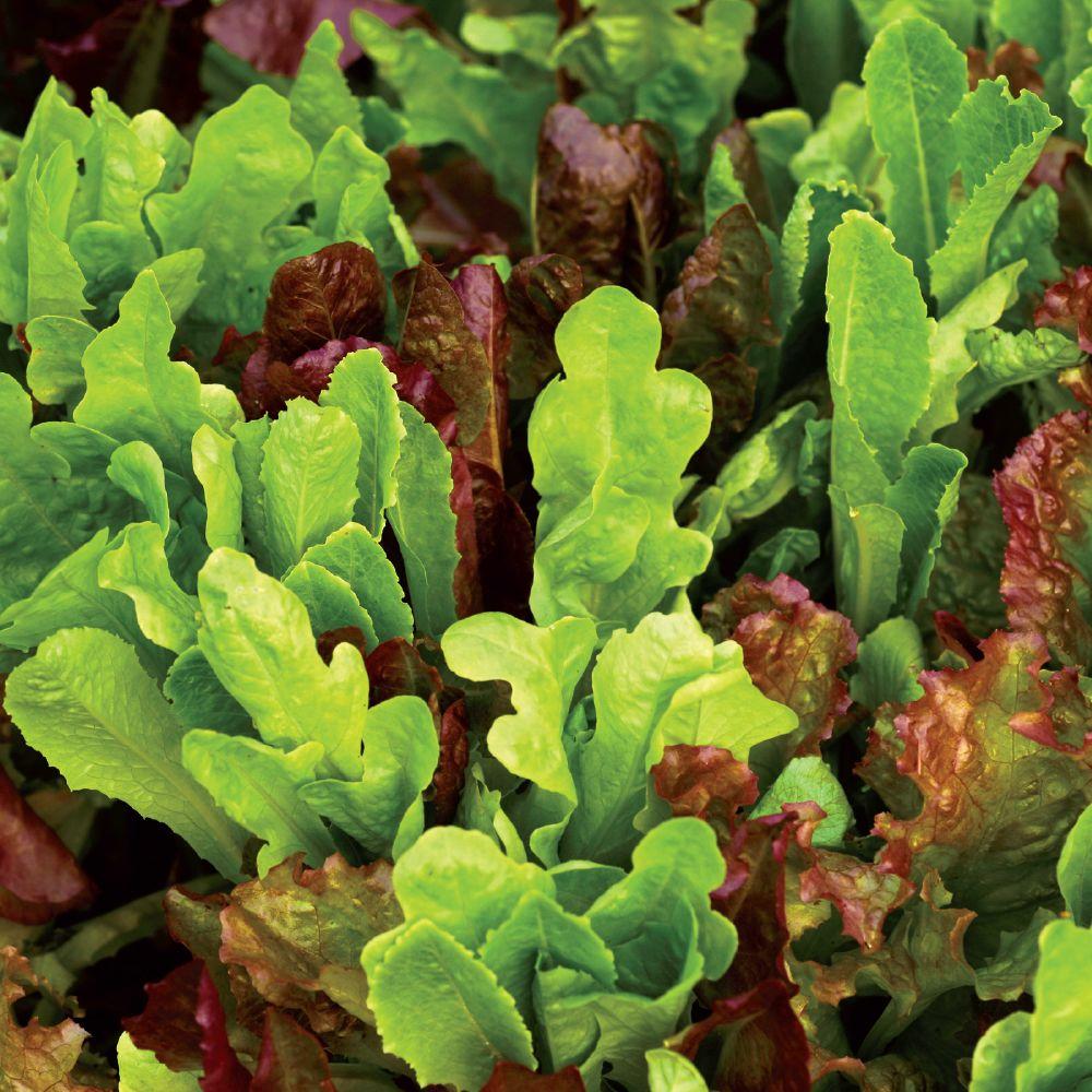 Seeds of Change Organic All Lettuce Seed Mix05944 The Home Depot