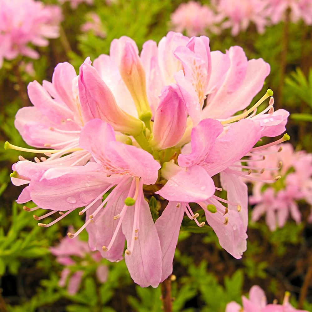 Spring Hill Nurseries 4 in. Pot Western Lights Azalea