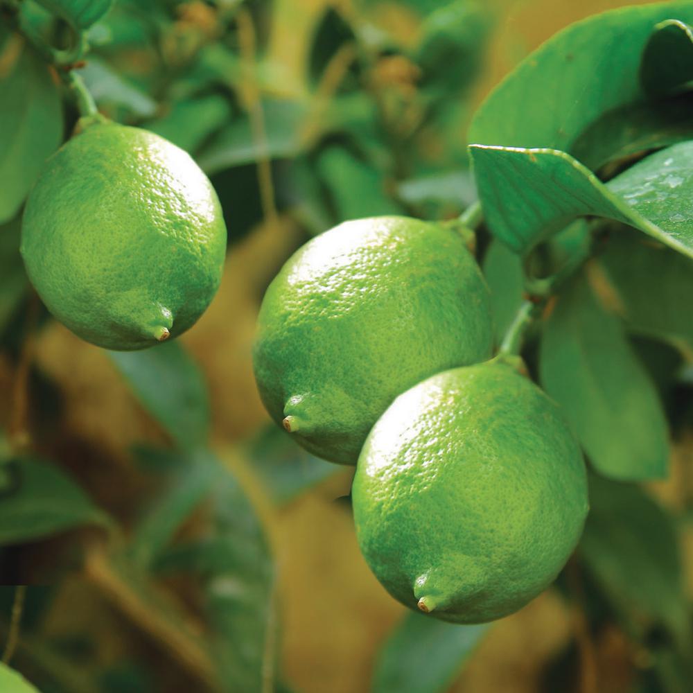 Bloomsz Bearss Lime Tree 1 5 Year Old 08128 The Home Depot
