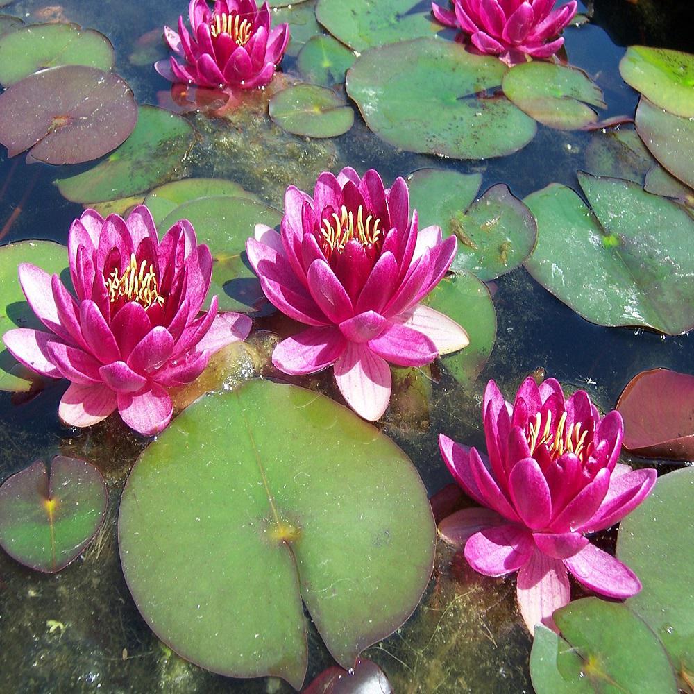 5 Letter Word For Water Lily