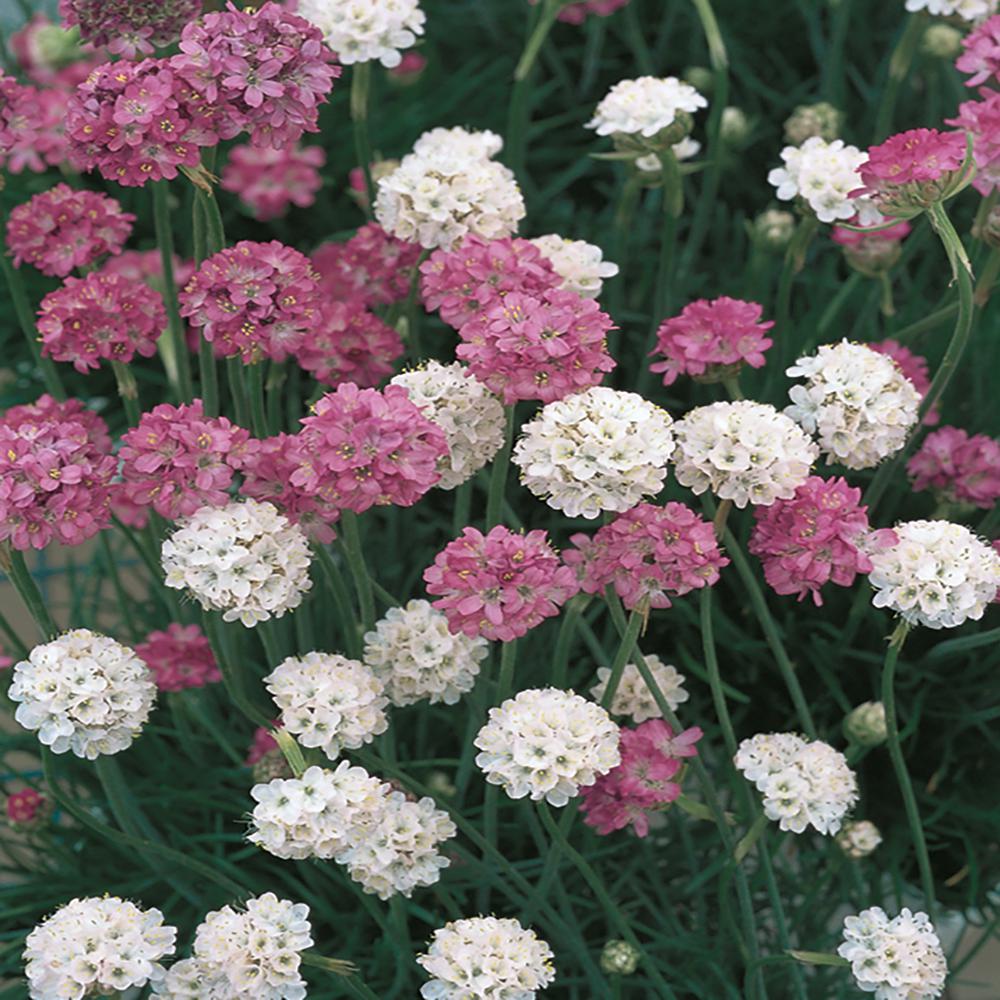 Thrift plant ground cover Idea