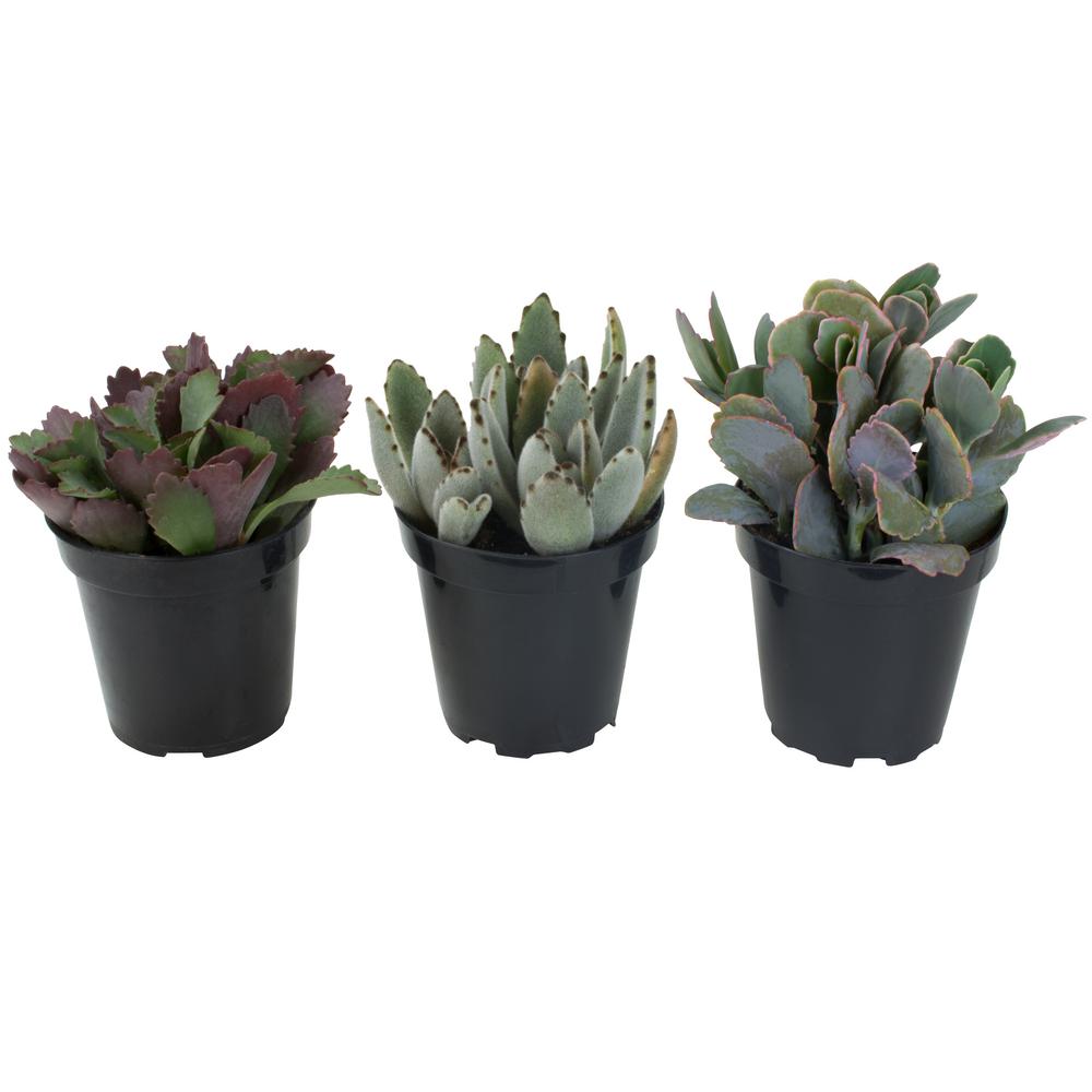 Altman Plants  3 5 in Kalanchoe Collection 3 Pack 