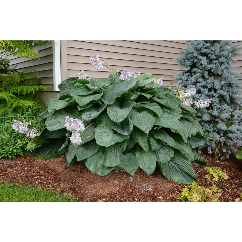 Proven Winners Shadowland Empress Wu Hosta Live Plant Green Proven Winners Shadowland Empress Wu Hosta Live Plant Green Foliage 3 Gal