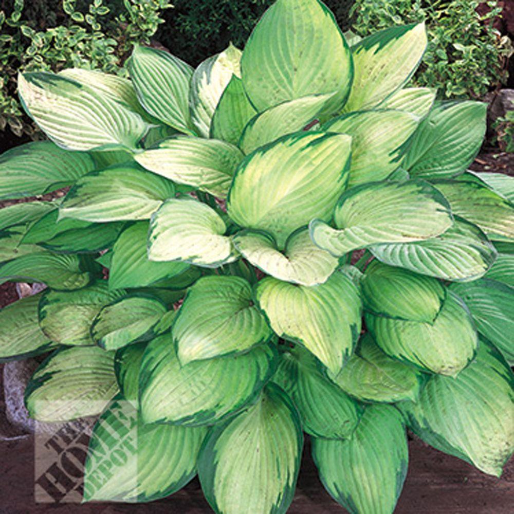 Onlineplantcenter 1 Gal Patriot Hosta Plant H667cl The Home Depot Hosta