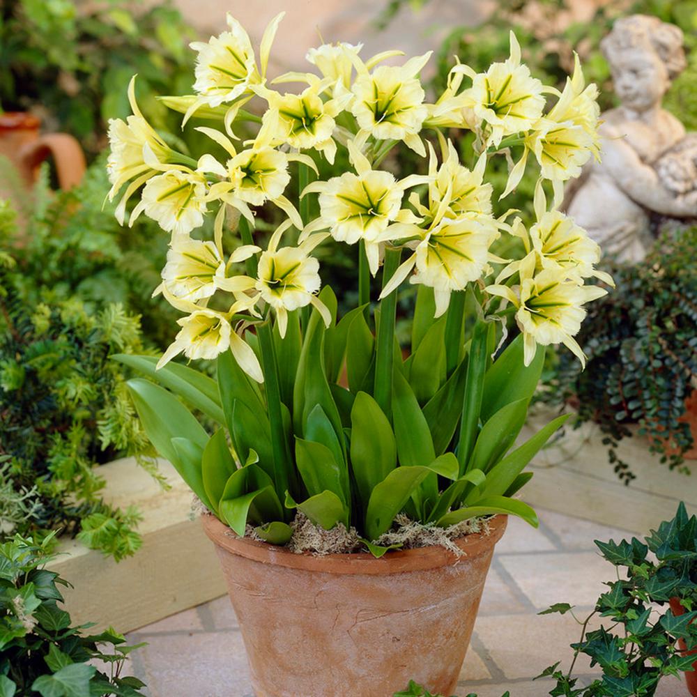 Van Zyverden Ismene Sulphur Queen Bulbs (Set of 5)832151