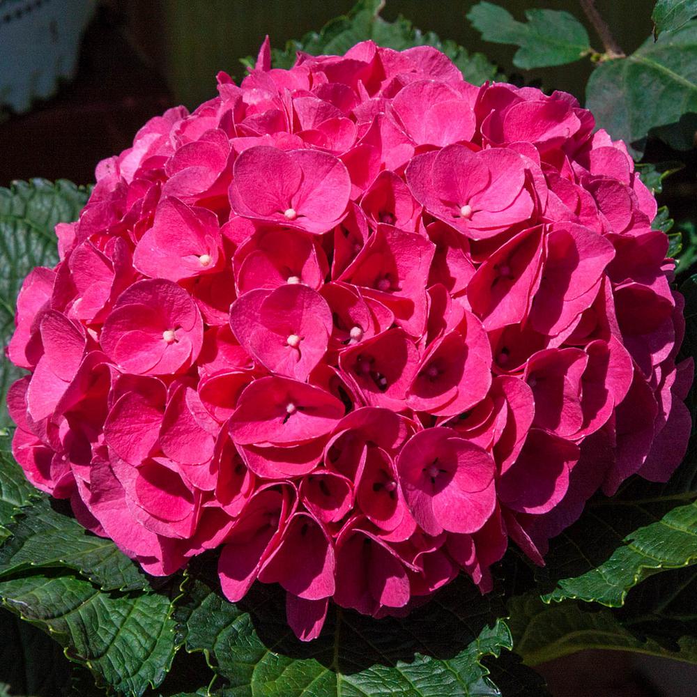 Spring Hill Nurseries 2 50 Qt Pot Glowing Embers Hydrangea Flowering Shrub Red Live Deciduous Plant 1 Pack Spring Hill Nurseries 2 50 Qt Pot Glowing Embers Hydrangea Flowering Shrub Red Live Deciduous Plant 1 Pack