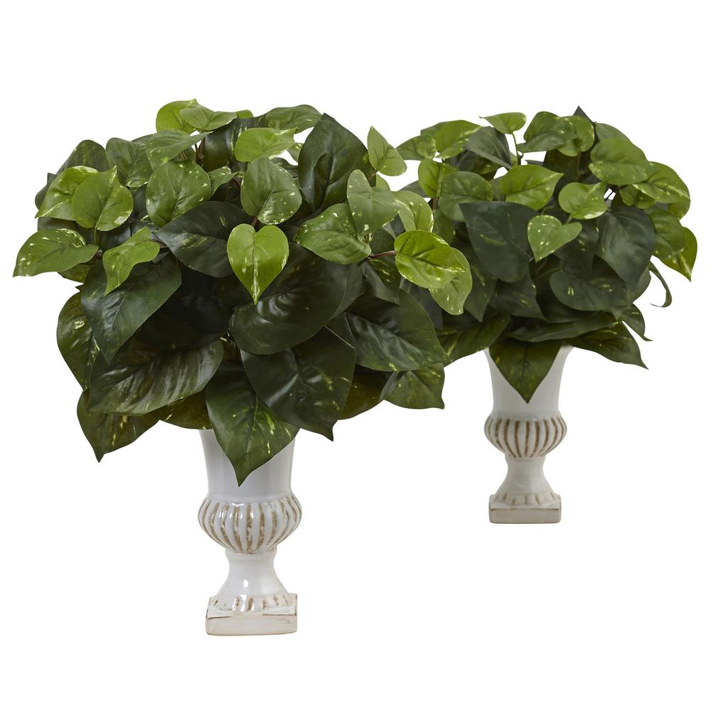 Pothos plant home depot Idea