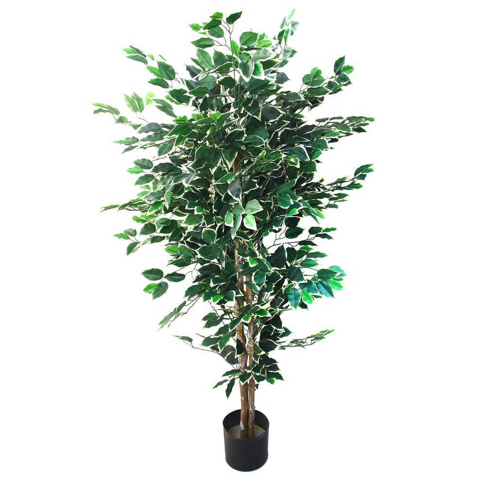 Ficus Tree For Sale