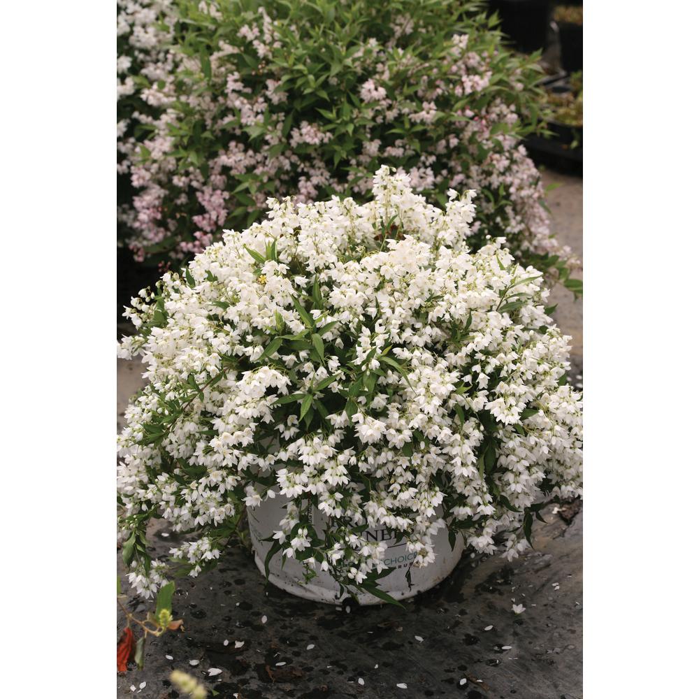 Proven Winners 4 5 In Qt Yuki Snowflake Deutzia Live Shrub White Flowers Deuprc1027800 The Home Depot