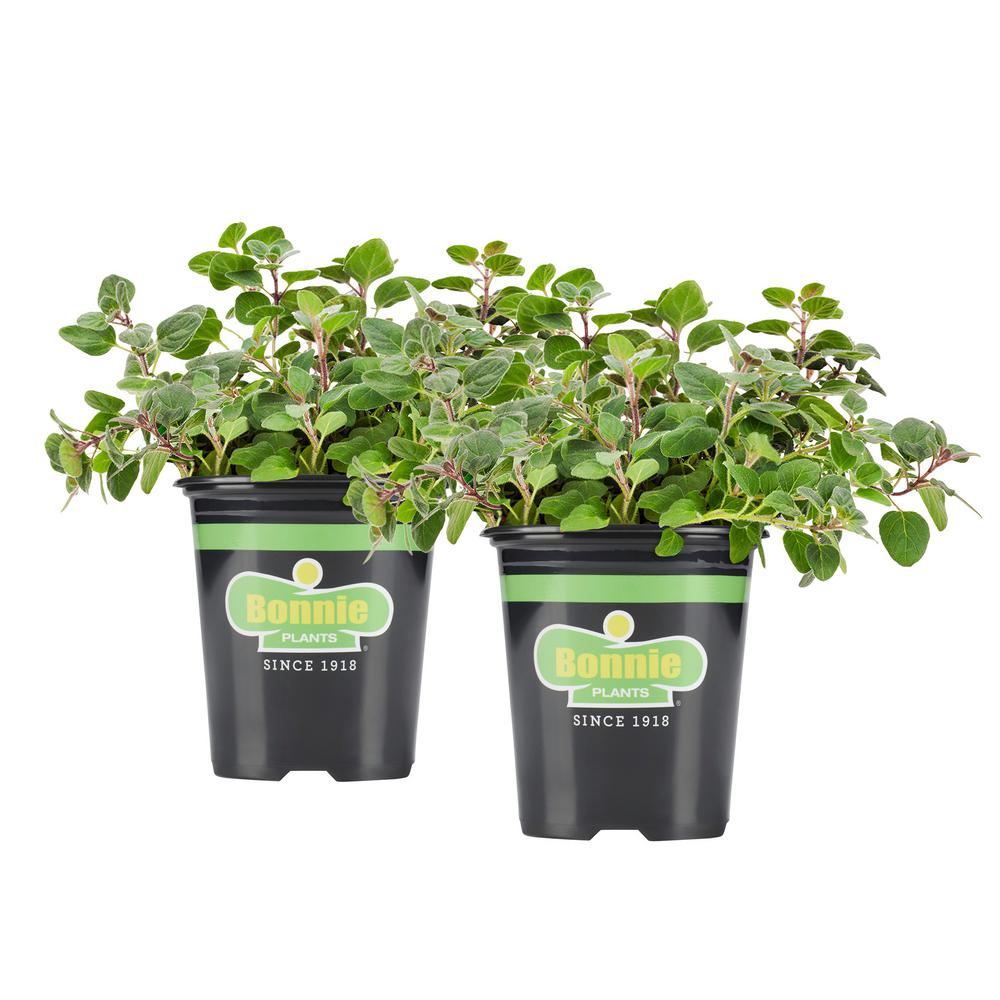 Bonnie Plants 19.3 oz. Greek Oregano (2Pack Live Plants)2P5080 The
