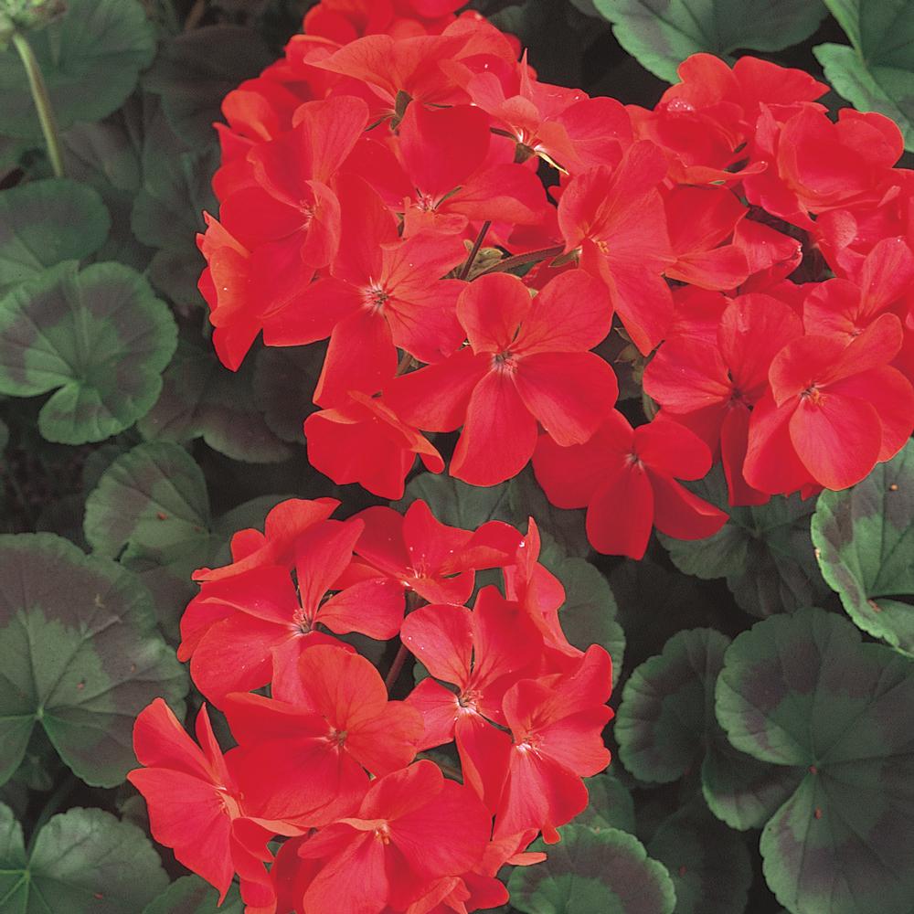 Unbranded 4 in. Red Geranium Plant61070 The Home Depot