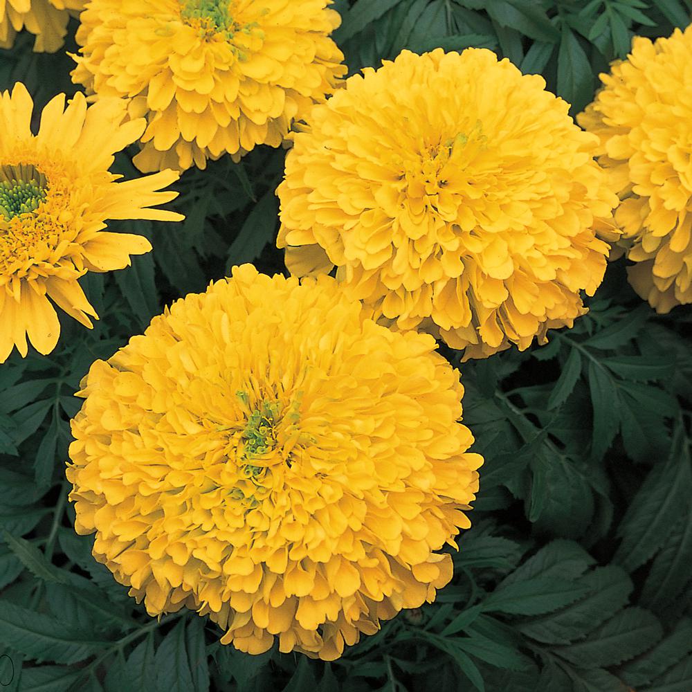 Unbranded 10 in. Large African Yellow Marigold Plant (12Pack)66814 The Home Depot