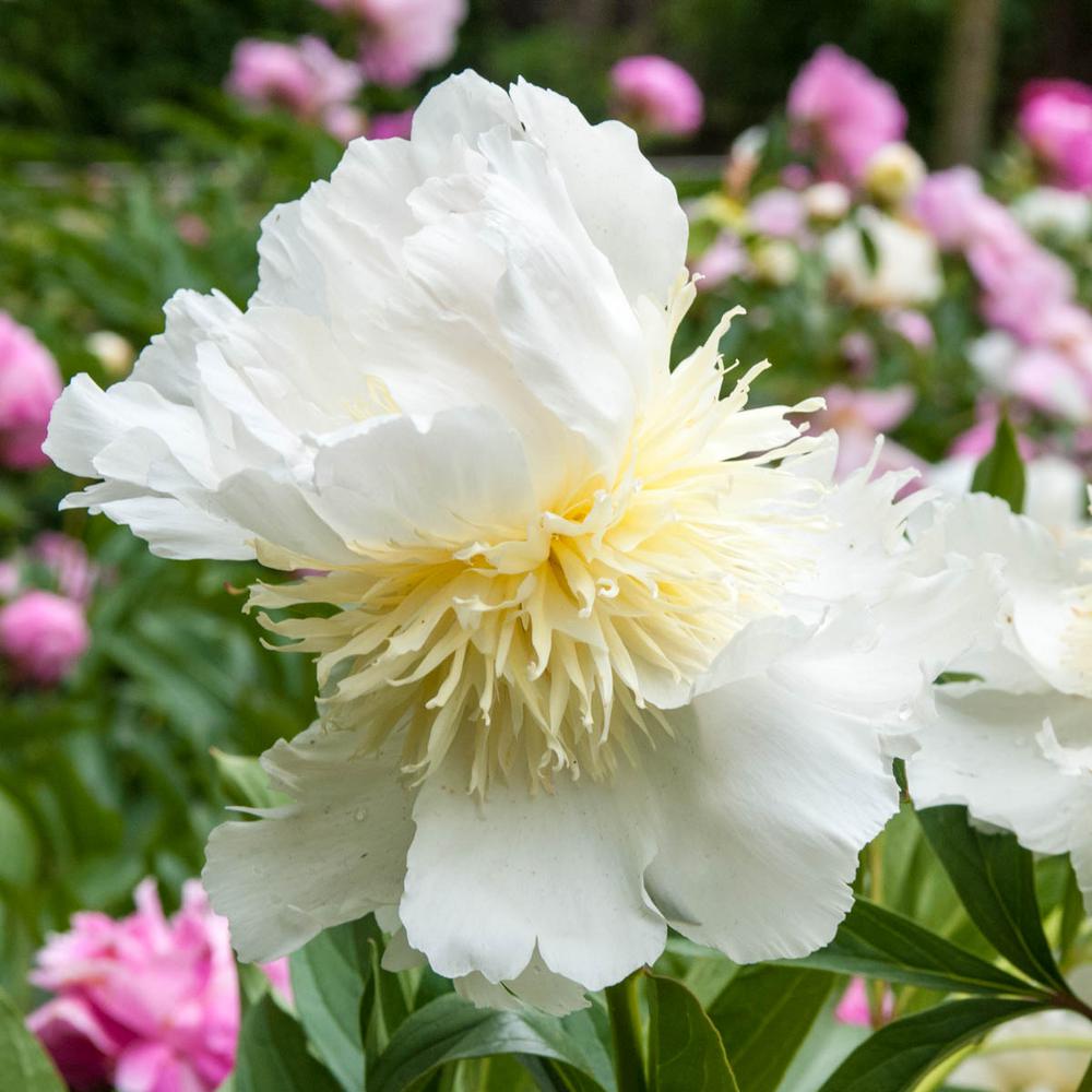 Spring Hill Nurseries Top Brass Peony (Paeonia), Live