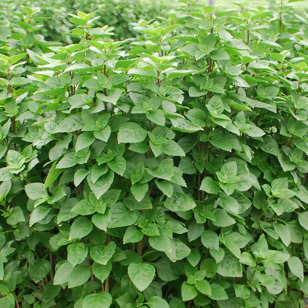 Bonnie Plants 4.5 in. Greek Oregano5080 The Home Depot