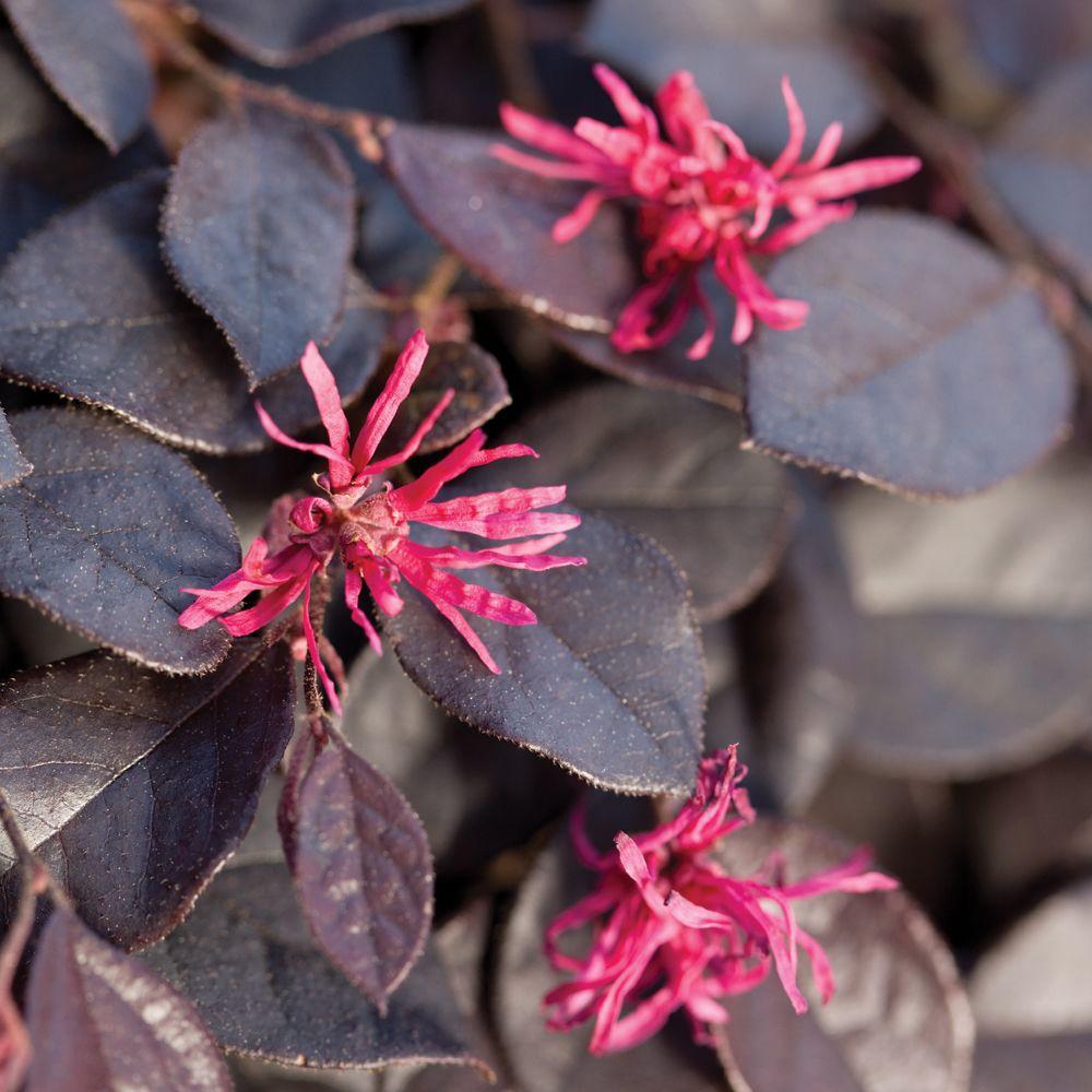 Purple Pixie Dwarf Weeping Loropetalum Groundcover ...